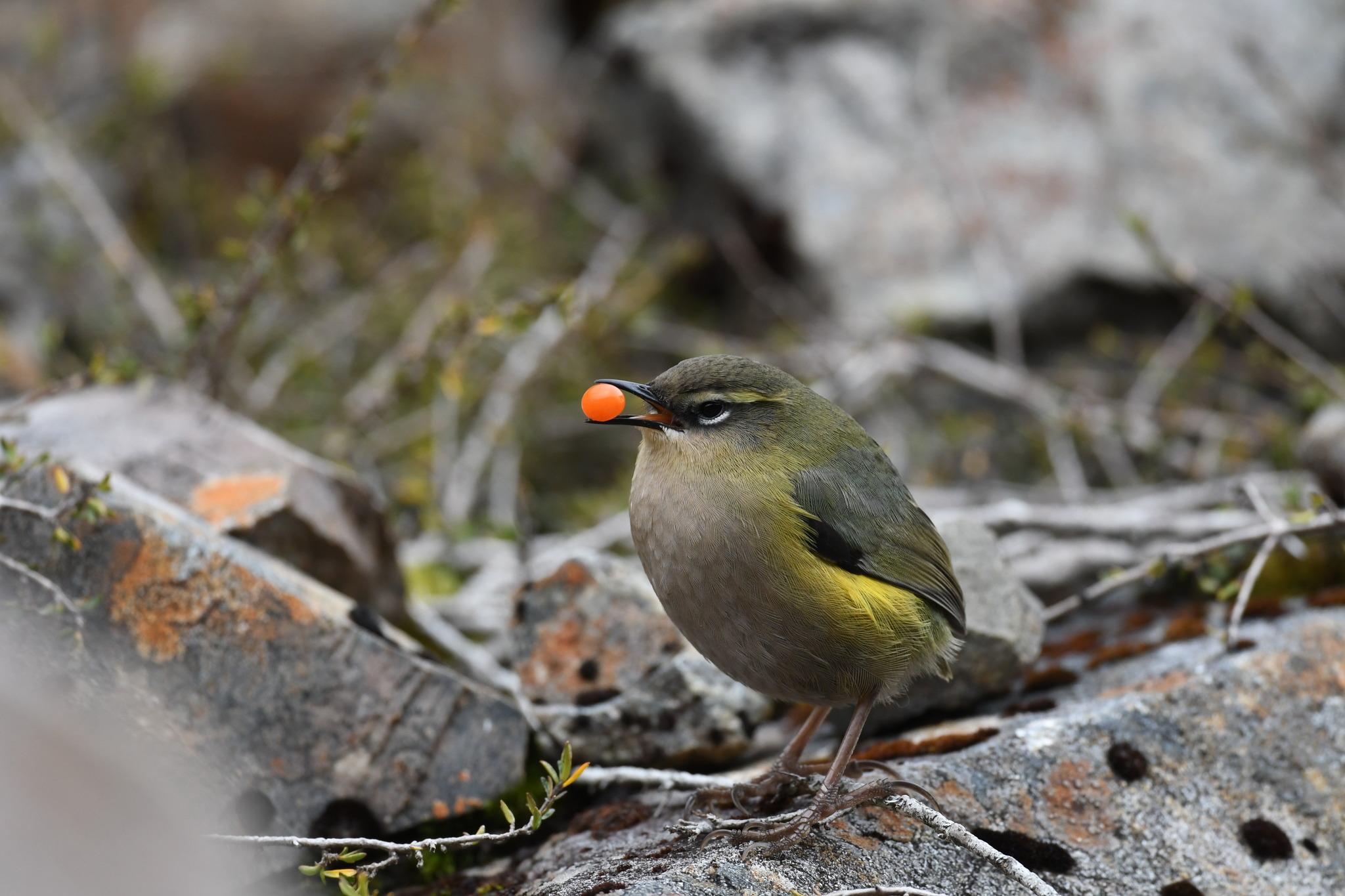 Perching Birds