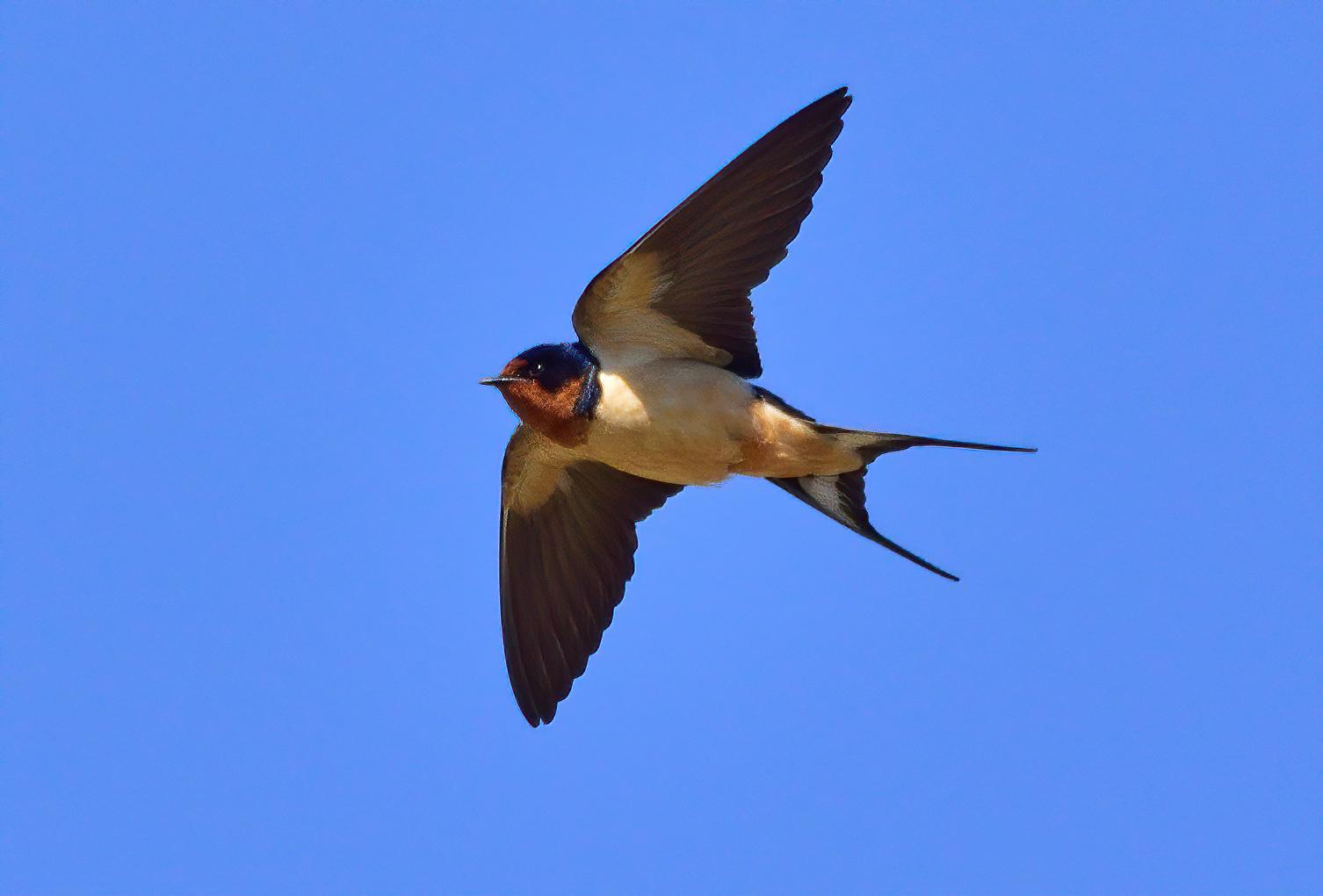 Golondrina tijereta