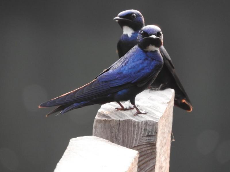 Golondrina Negrita