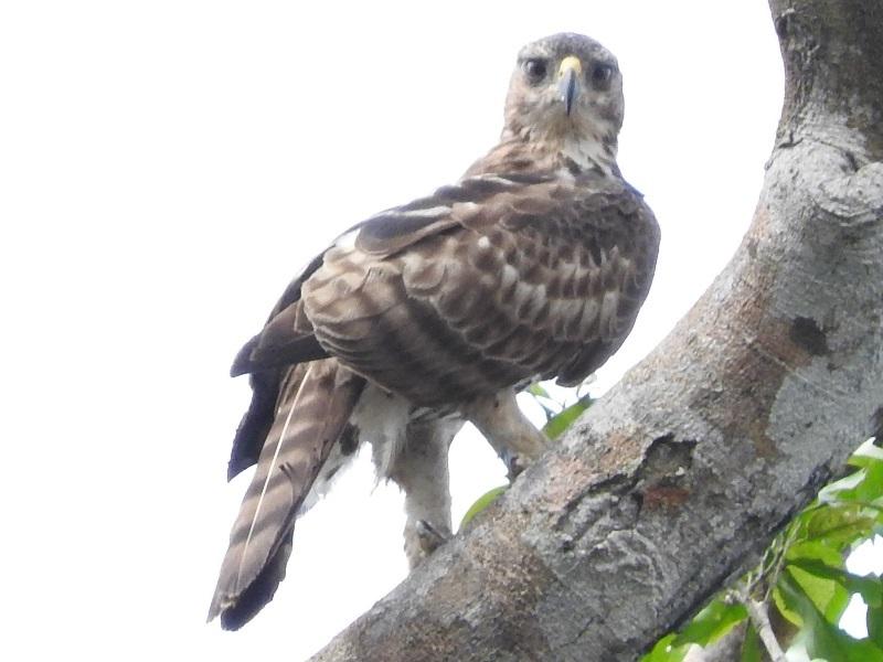 Águila congoleña