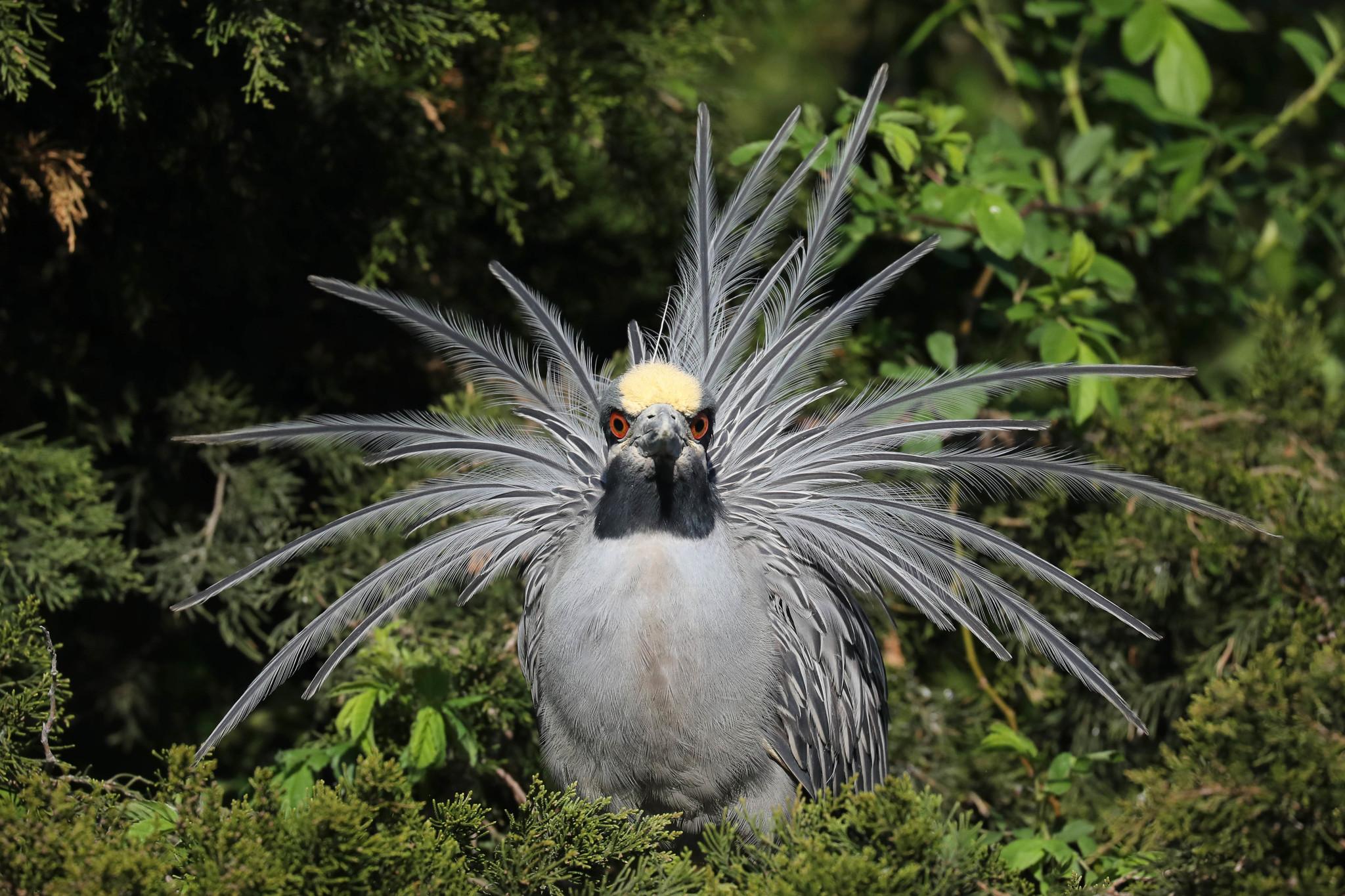 Garzas