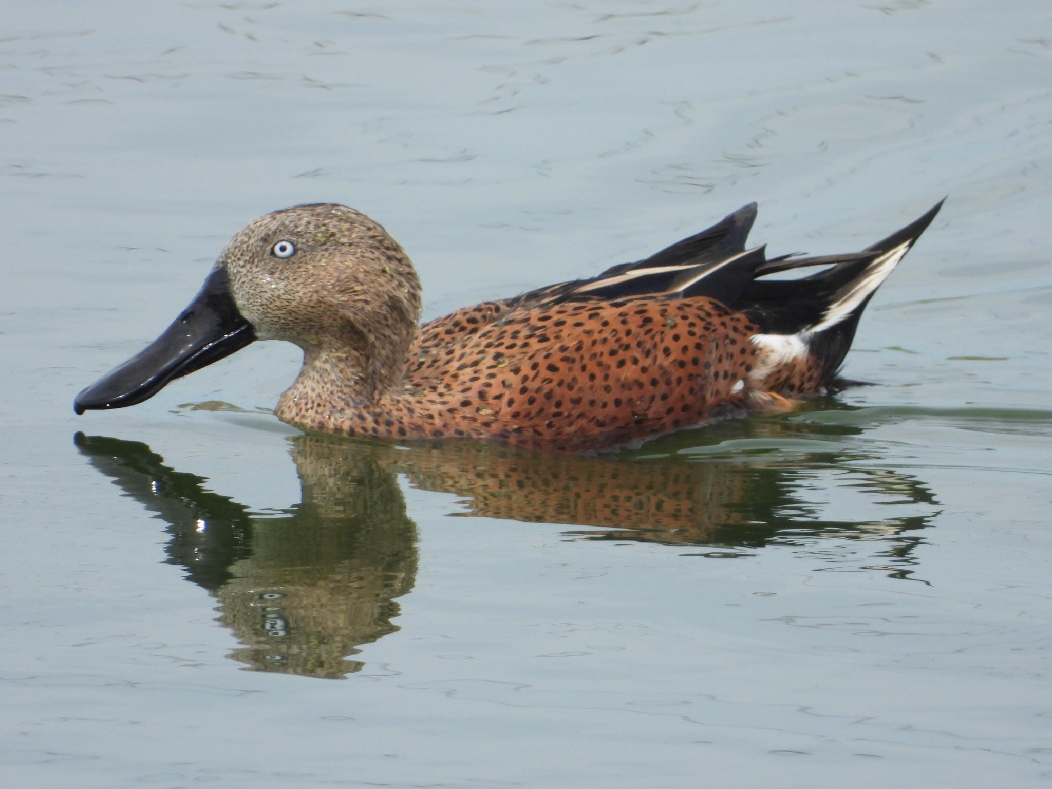 Pato pico cuchara