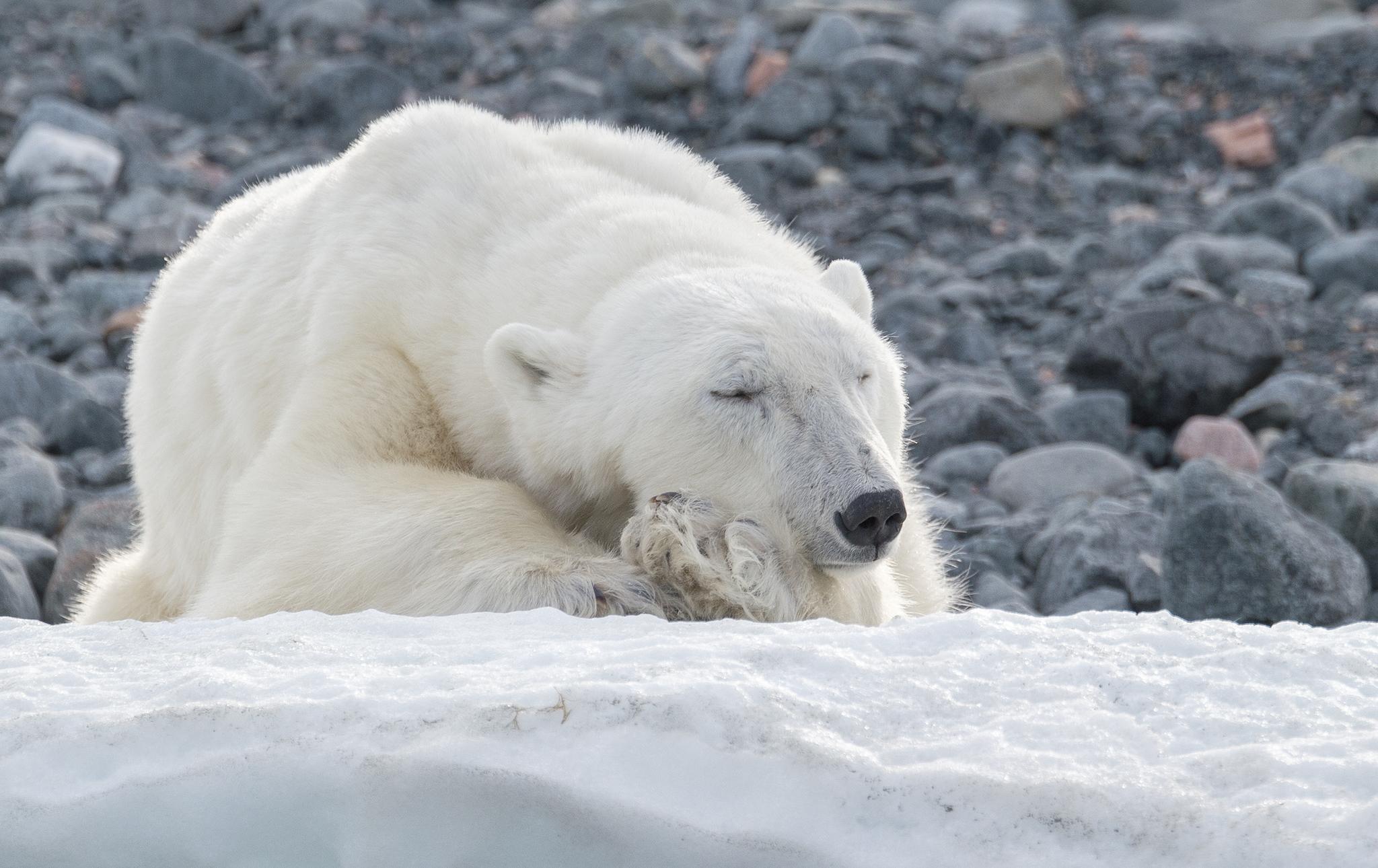 Oso Polar