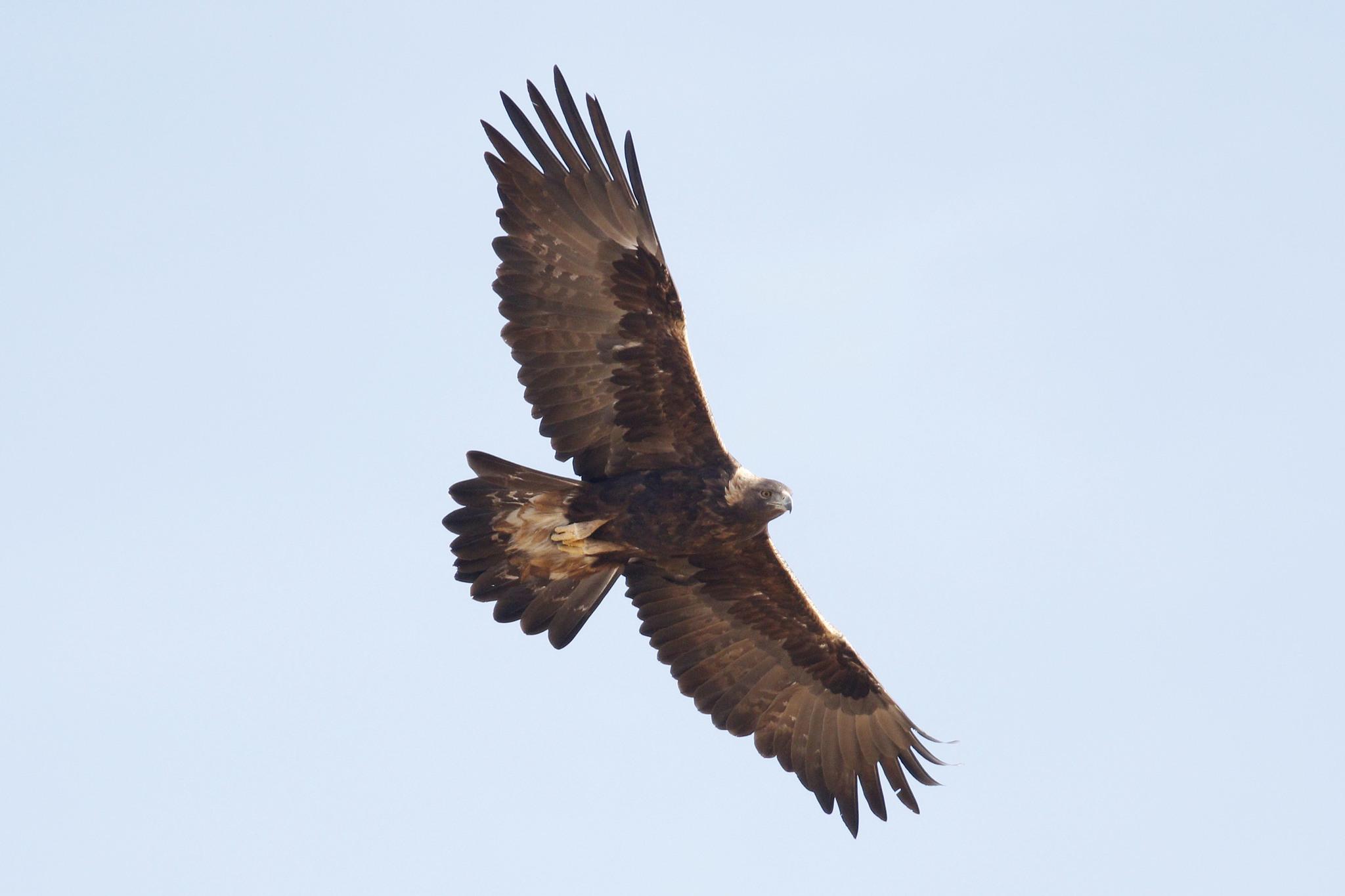 Águila real