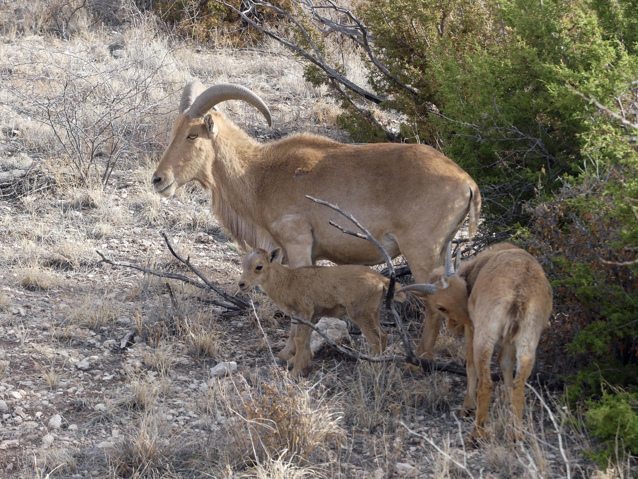 Borregos Aoudad
