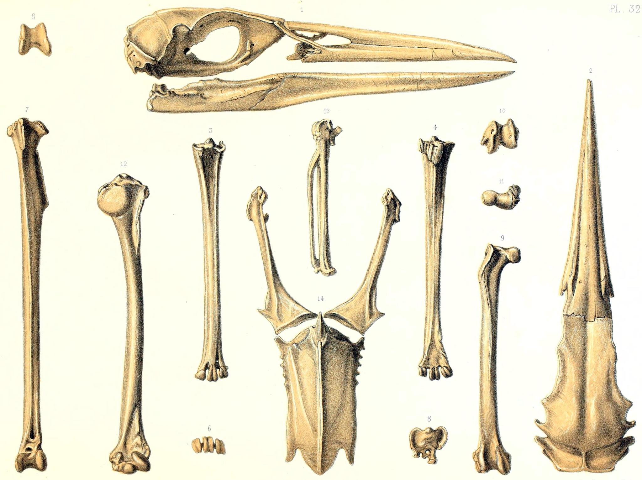 Rodrigues Night Heron