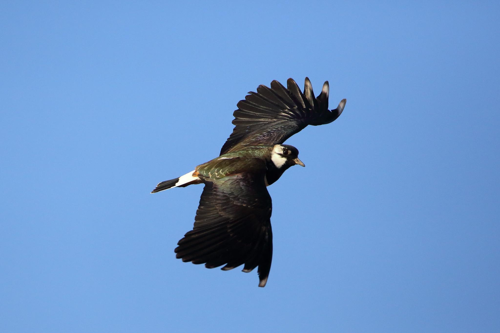 Avefría europea
