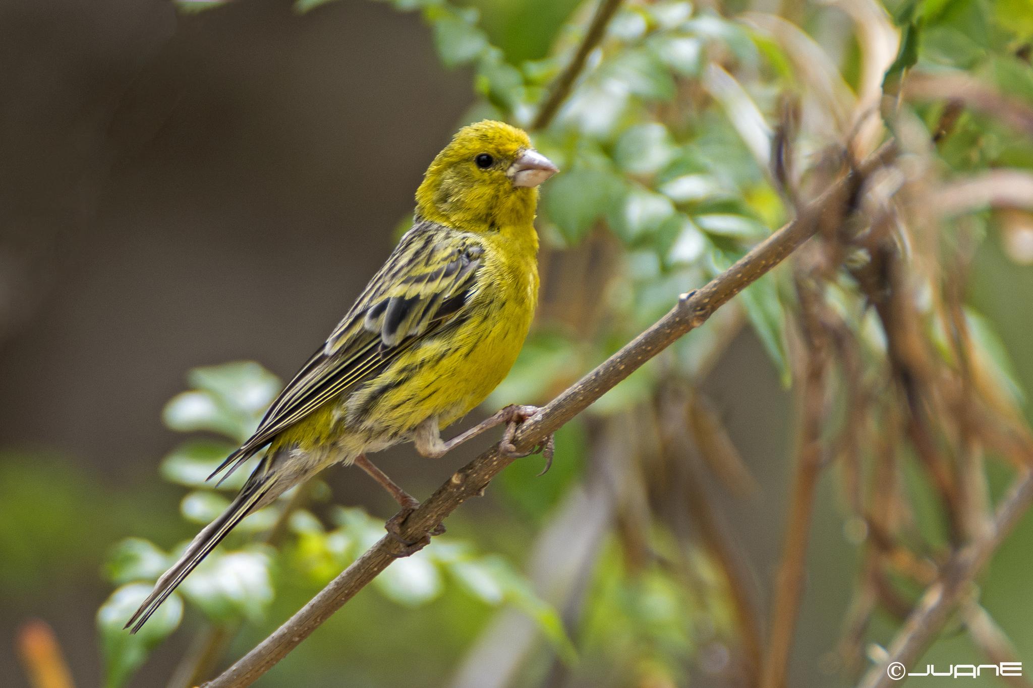 Island Canary