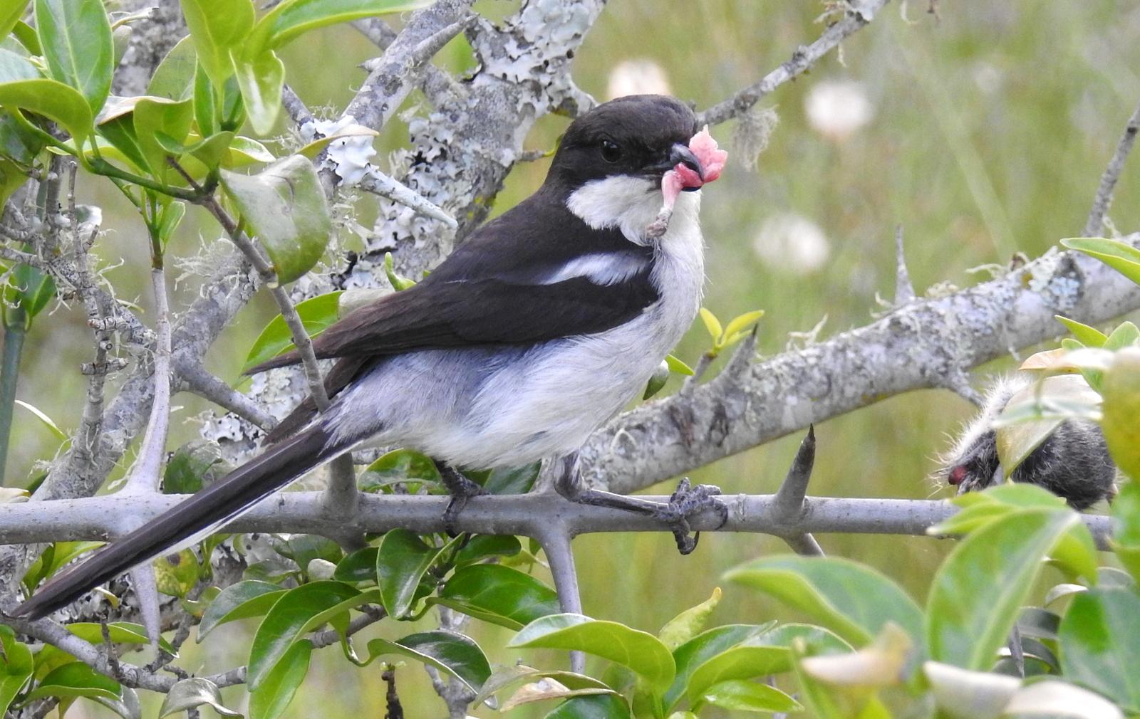 Southern Fiscal
