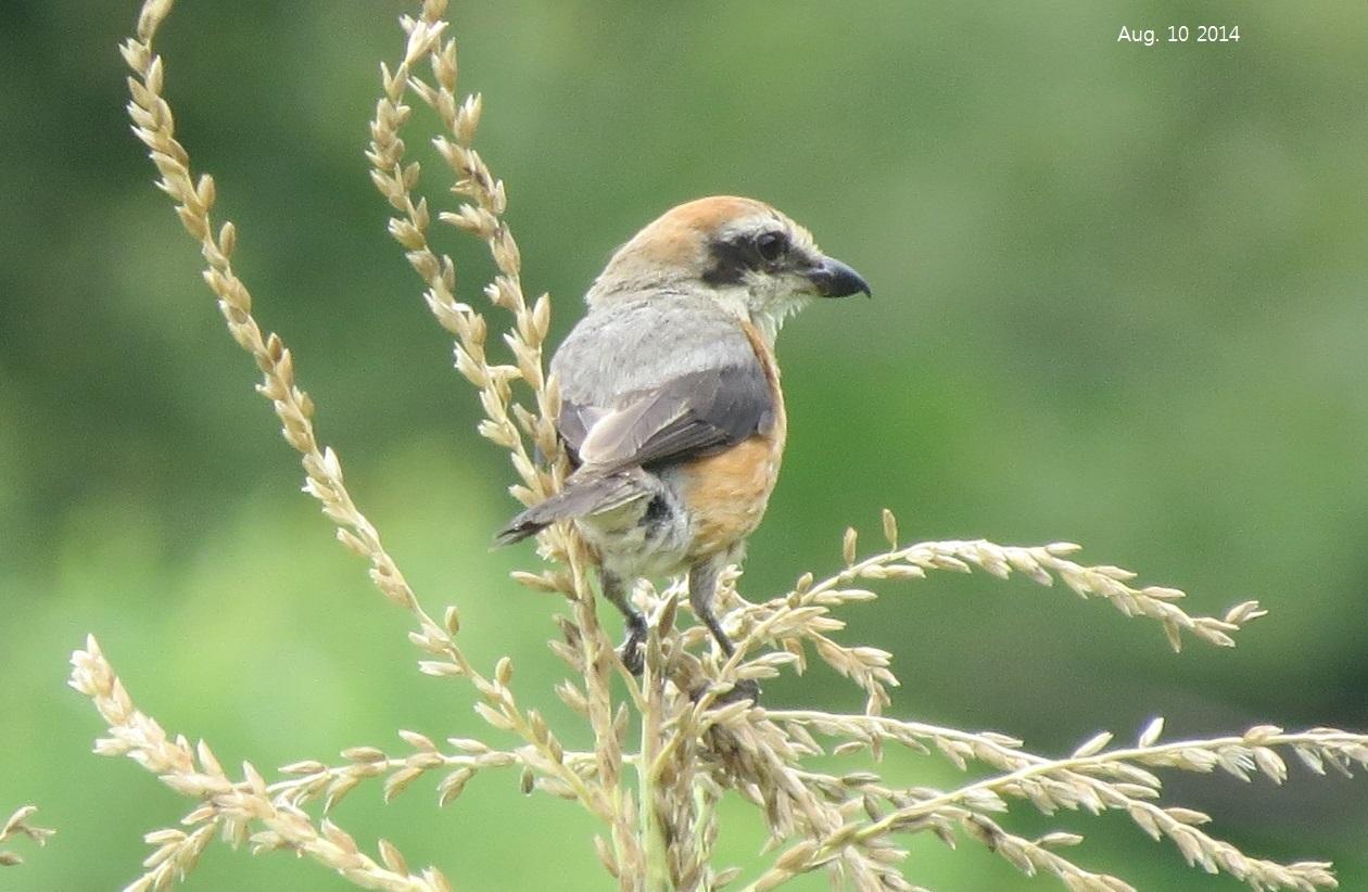 Bull-headed Shrike