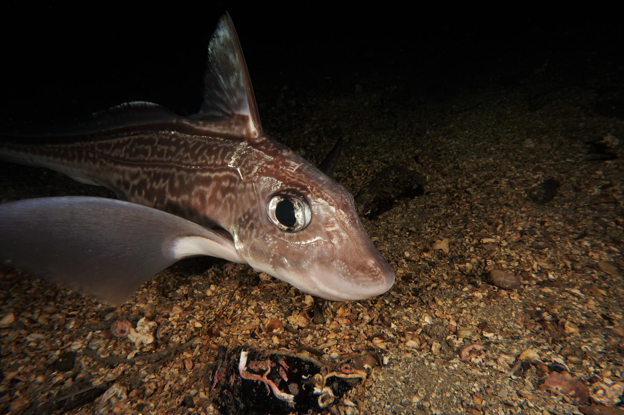 Vertebrates