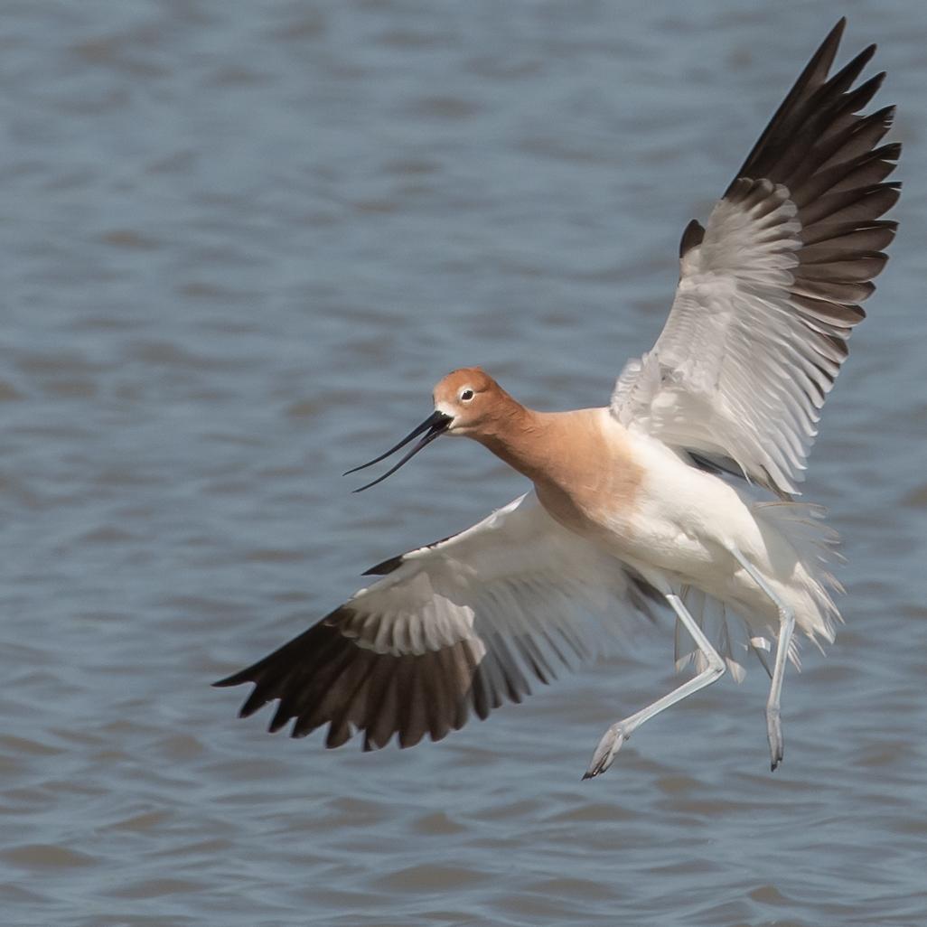Avoceta americana