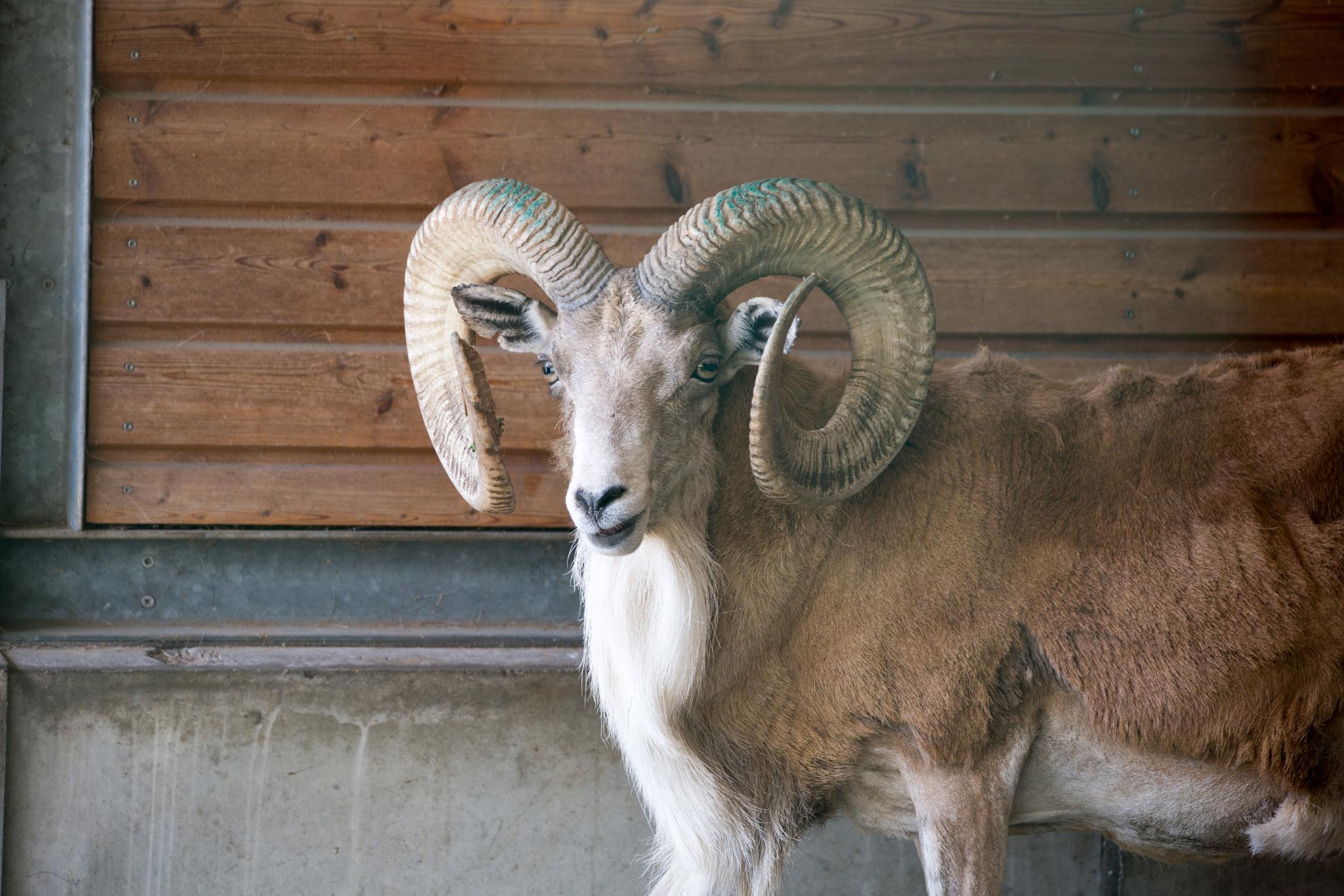 Urial