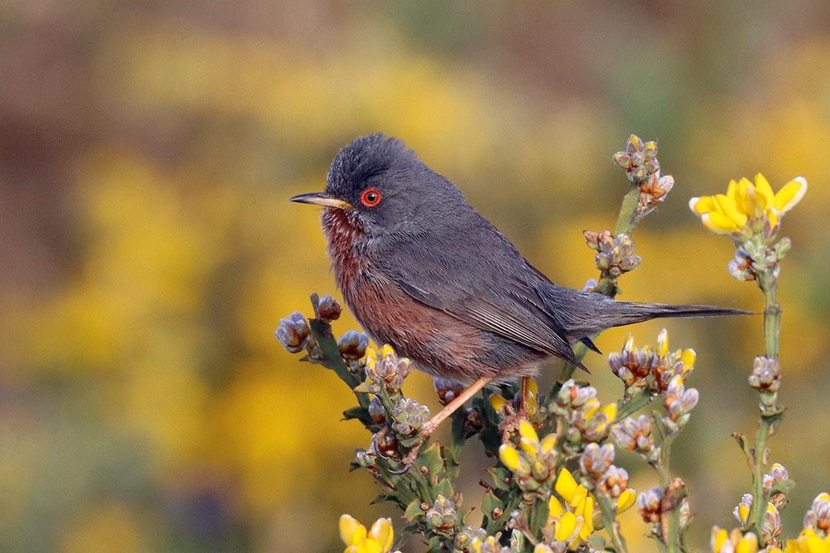 Dartford Warbler