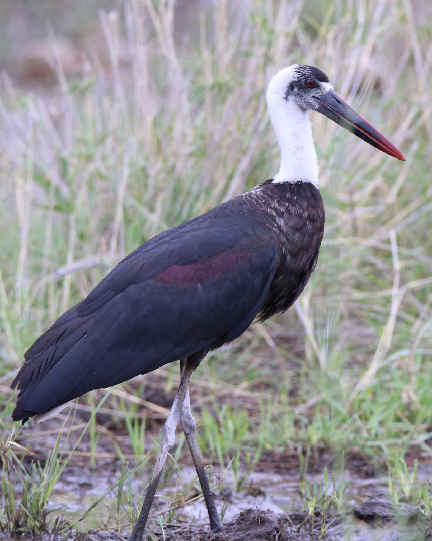 Cigüeña lanuda africana