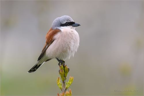 Red-backed Shrike