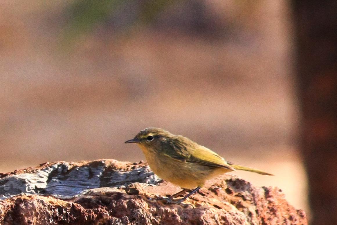 Mosquitero Canario