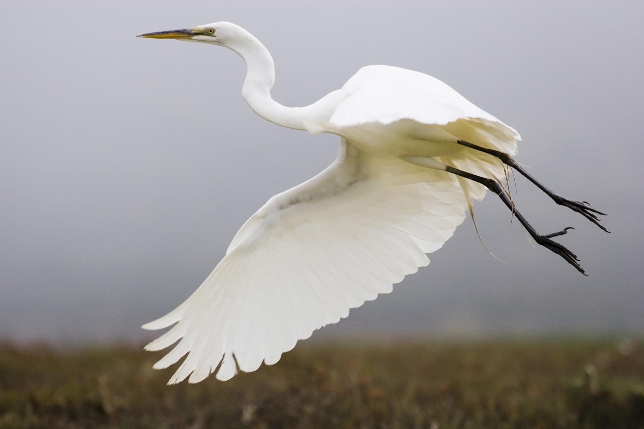 Garzas
