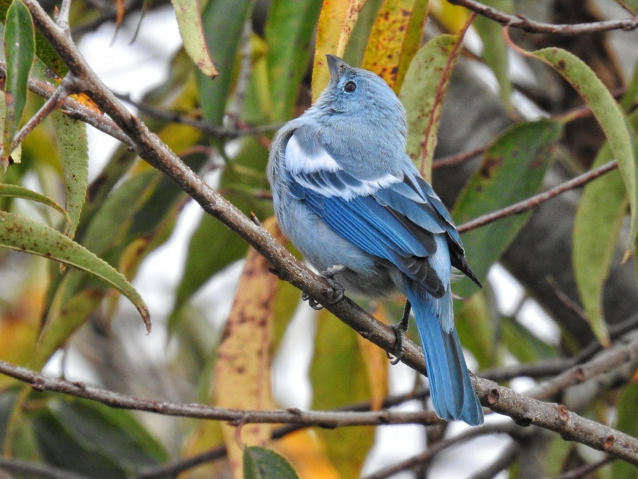 Blue-gray Tanager