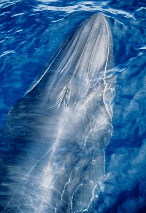 Ballena tropical