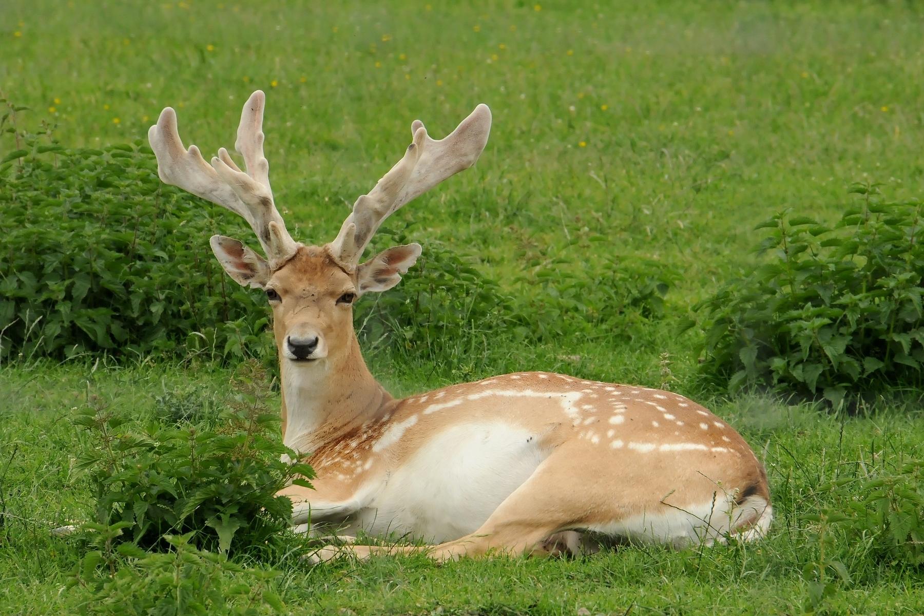Gamo de Mesopotamia