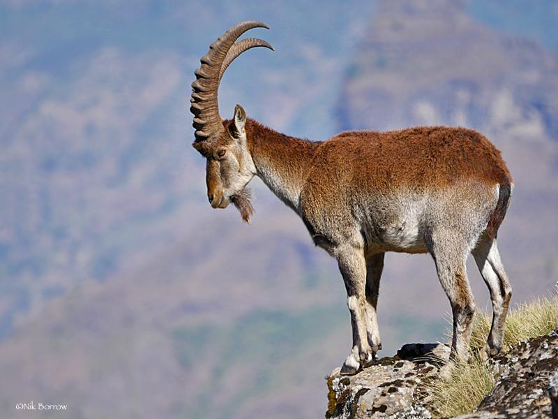 Cabra Montés de Etiopía
