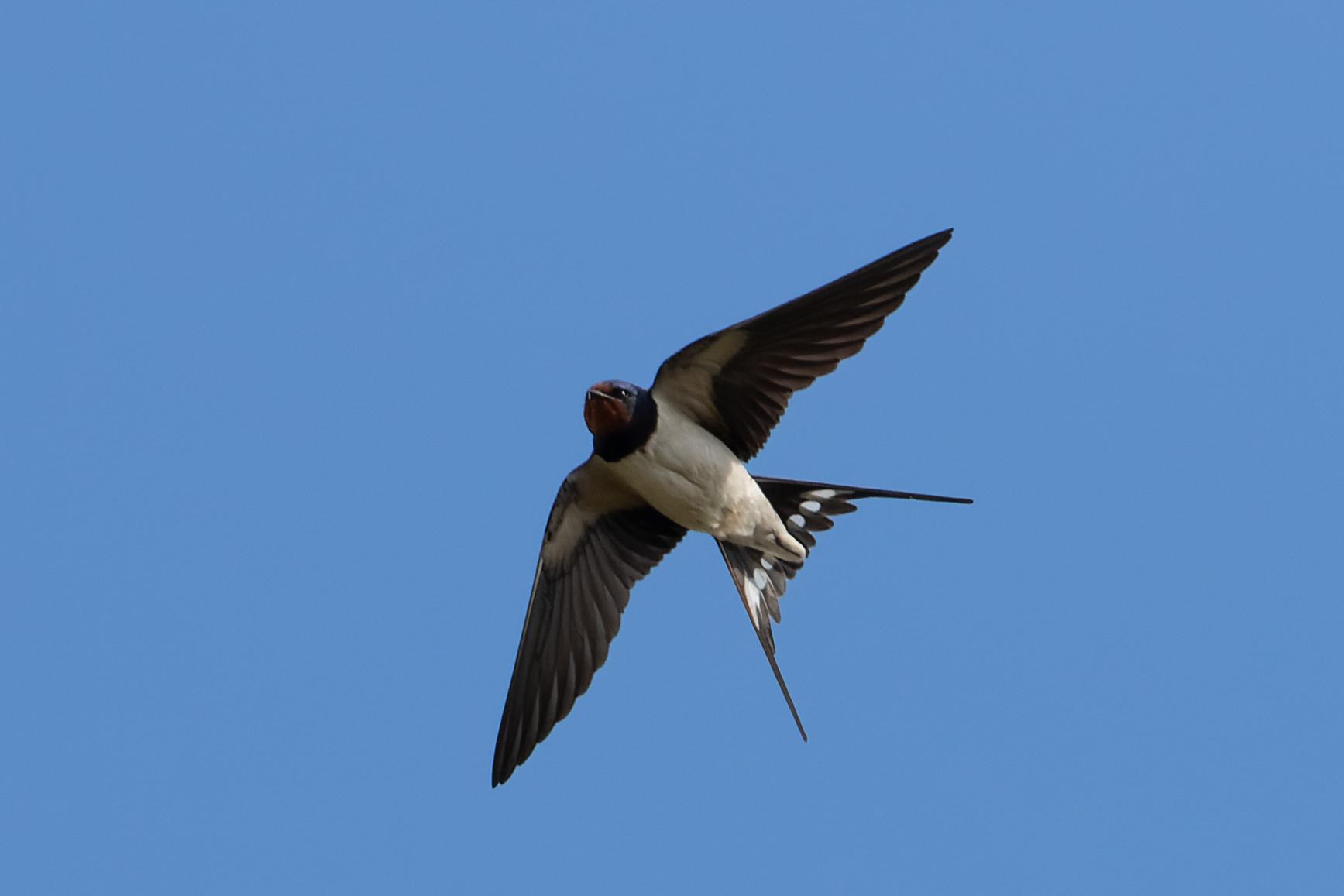 Golondrina tijereta