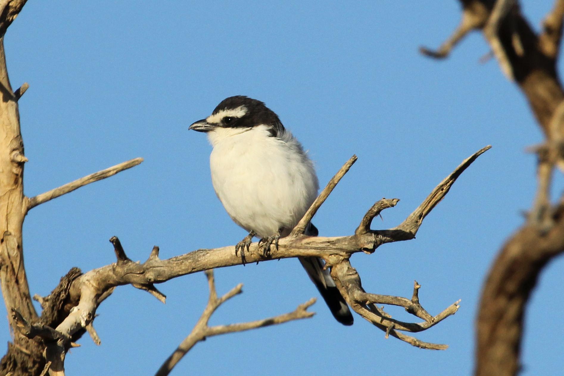 Southern Fiscal