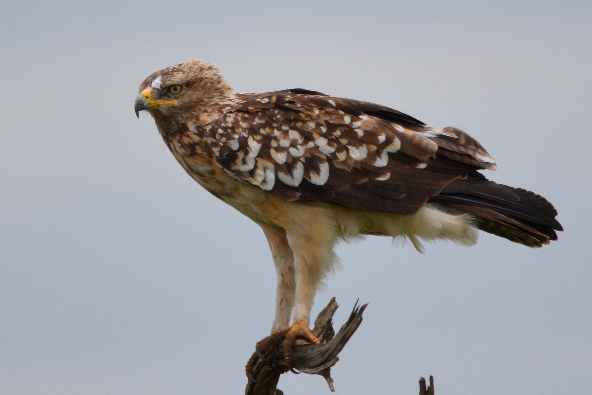 Águila de Wahlberg