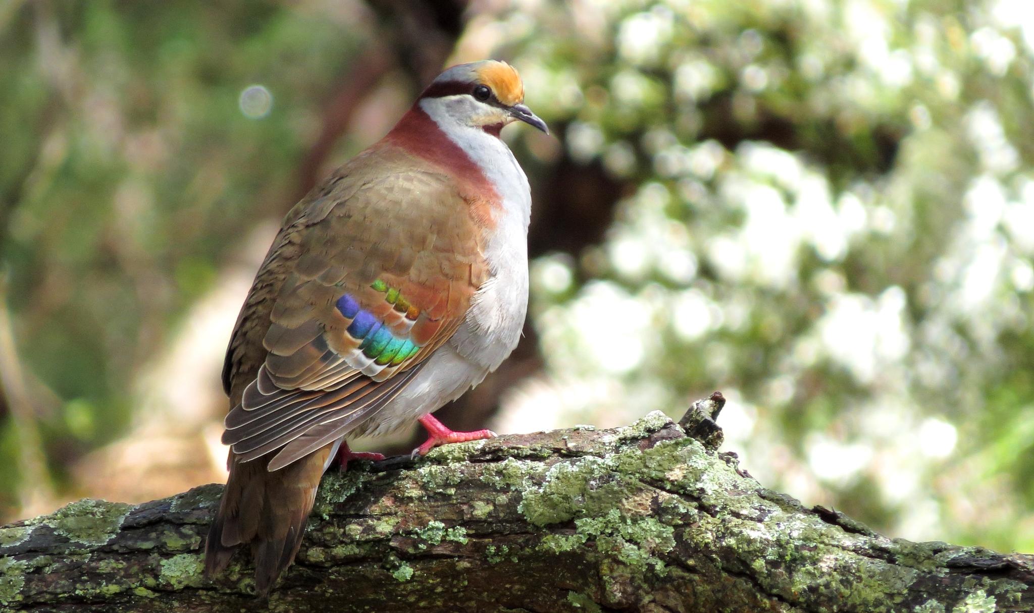 Palomas, tortolitas y coquitas