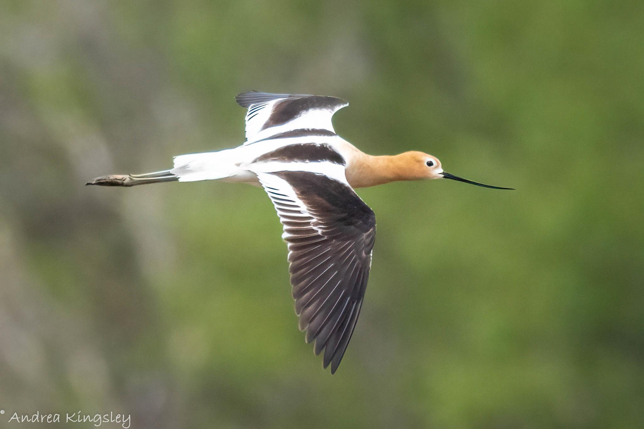 Avoceta americana