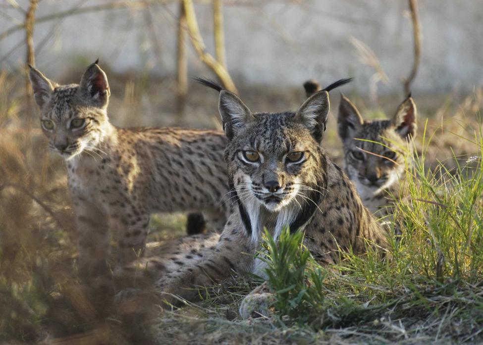 Iberian Lynx