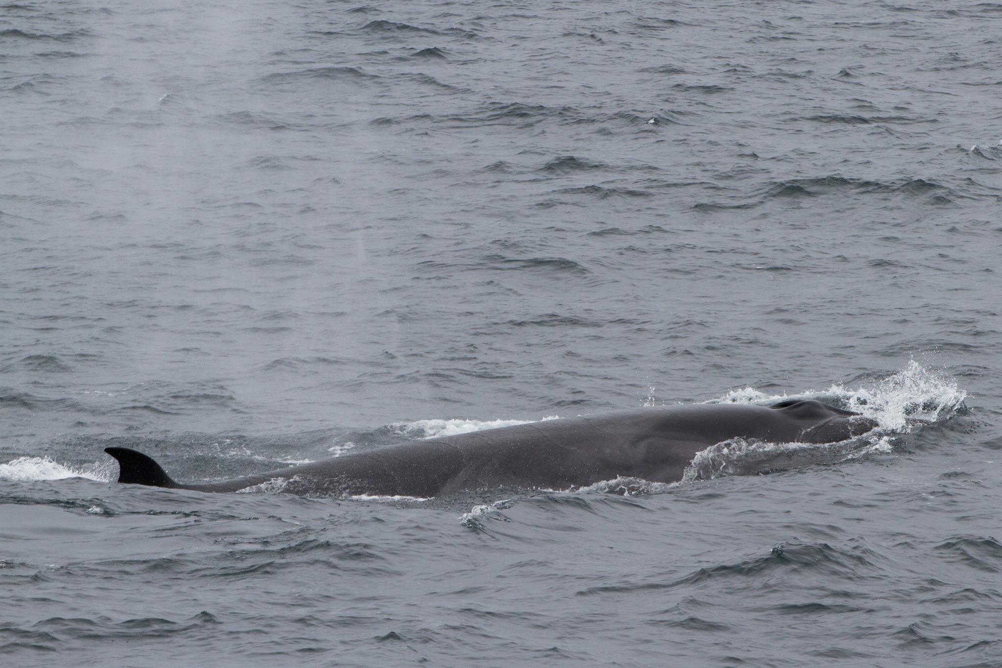 Ballena de Sei