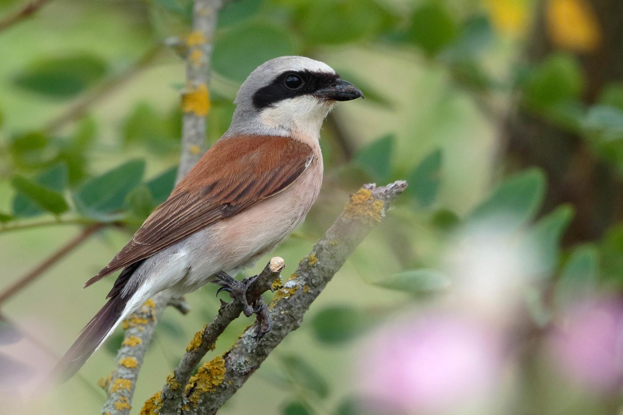 Red-backed Shrike