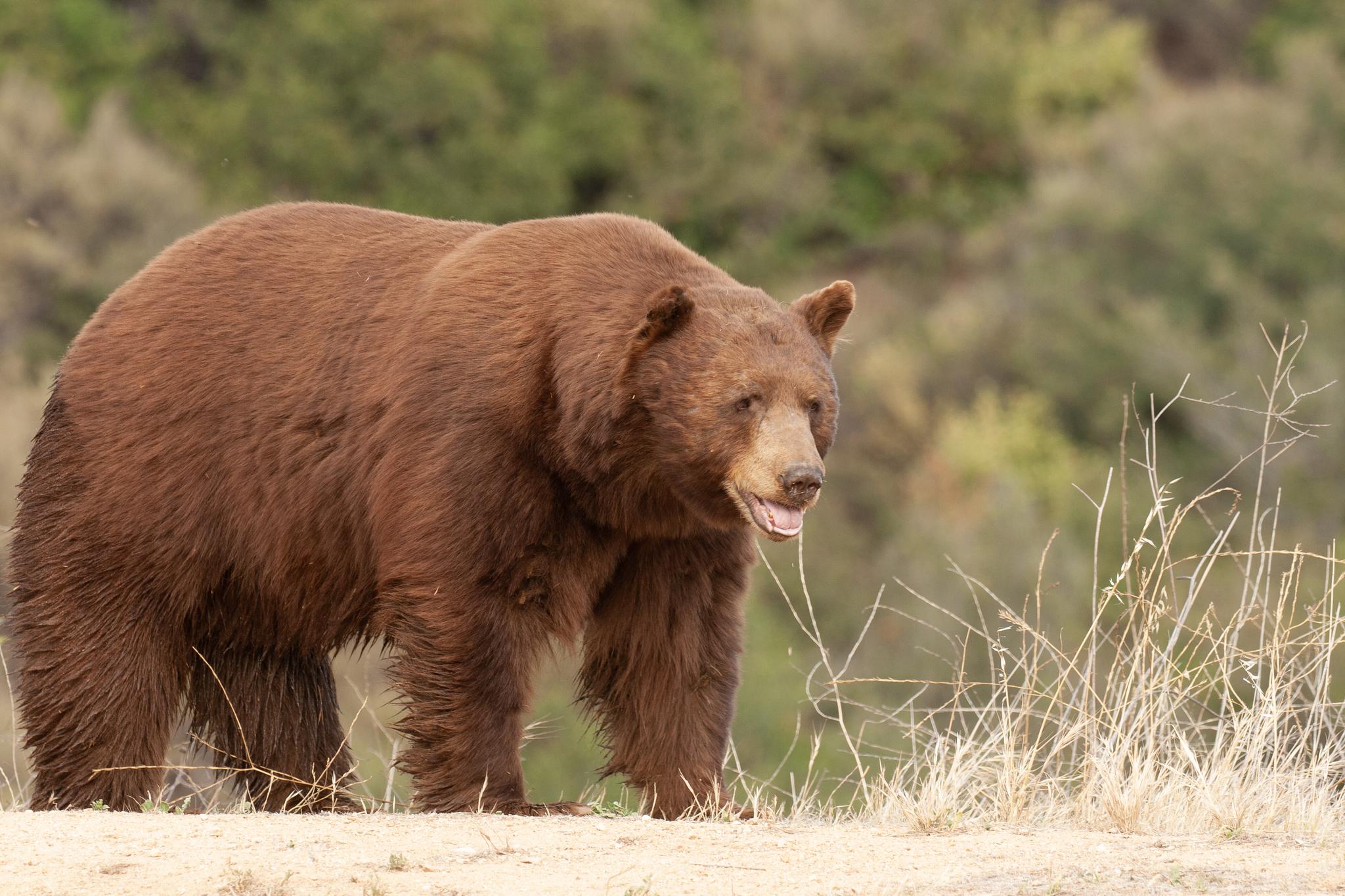 Oso negro americano
