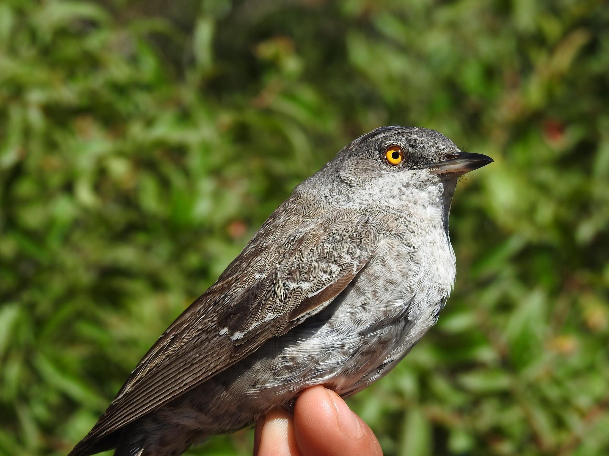 Barred Warbler