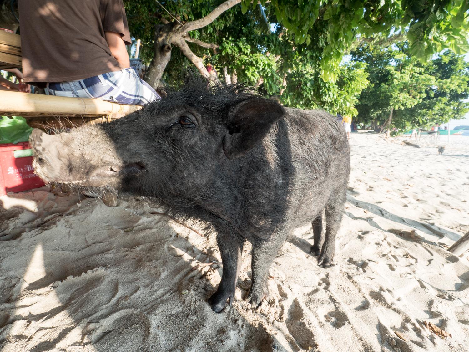 Jabalí Filipino