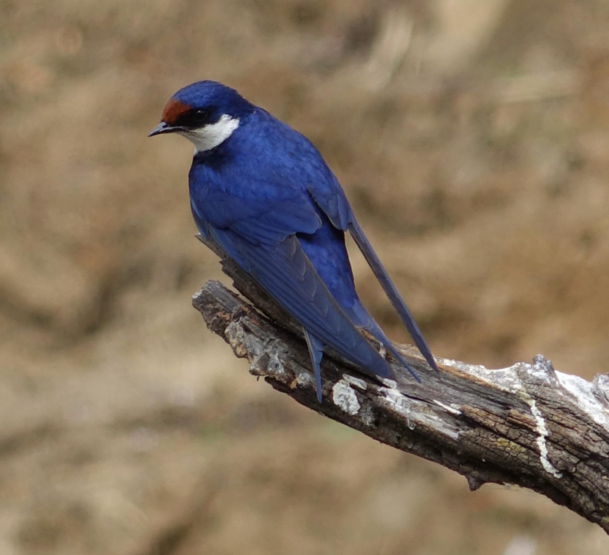 Golondrina Gorgiblanca