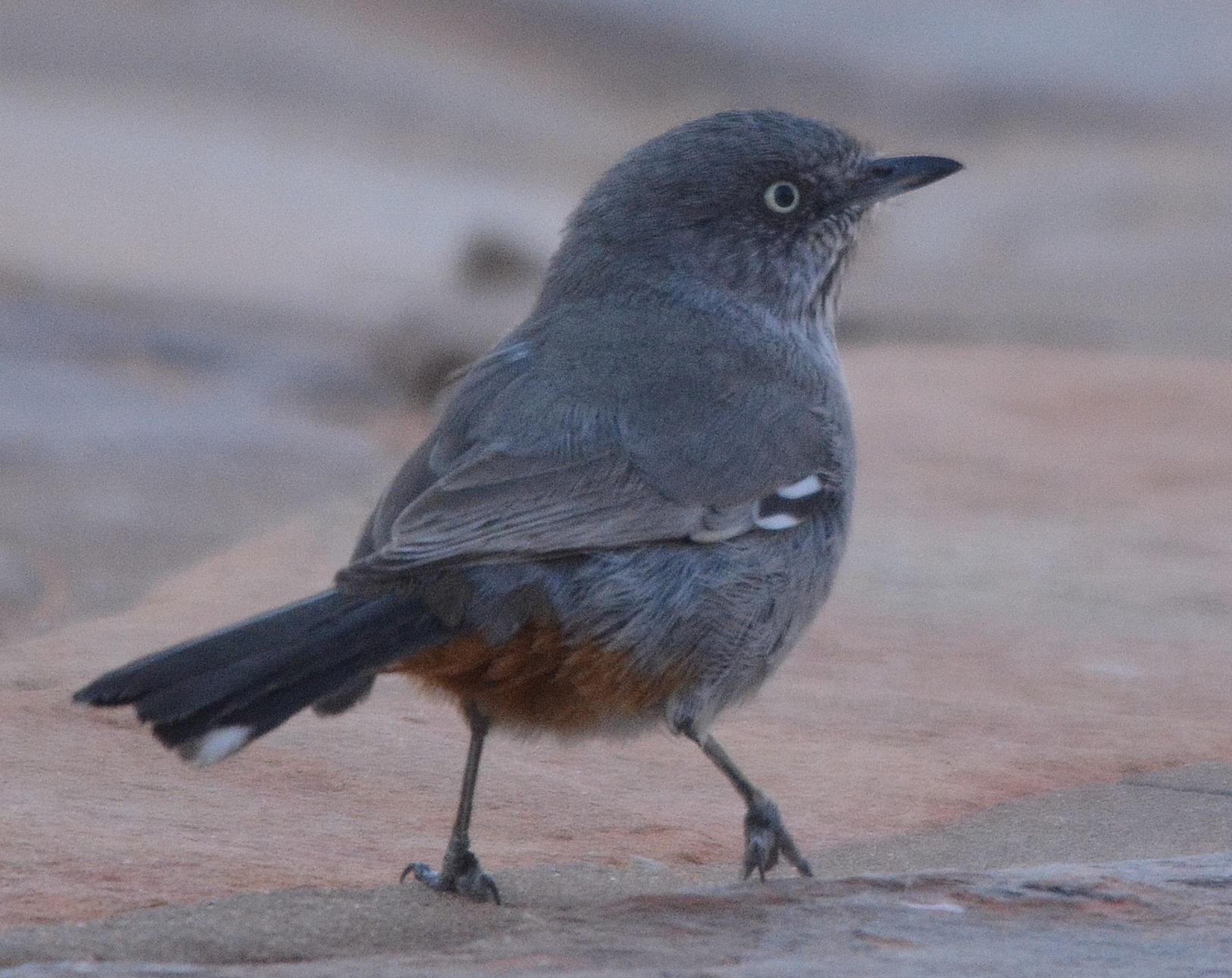 Chestnut-vented Warbler
