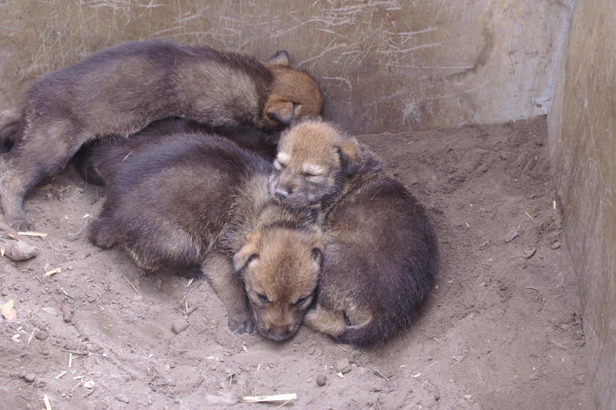 Lobo rojo