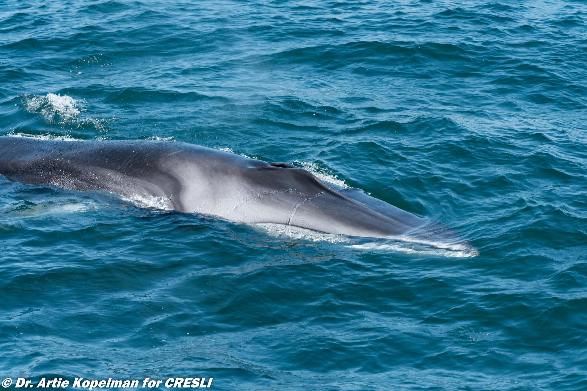 Ballena de aleta