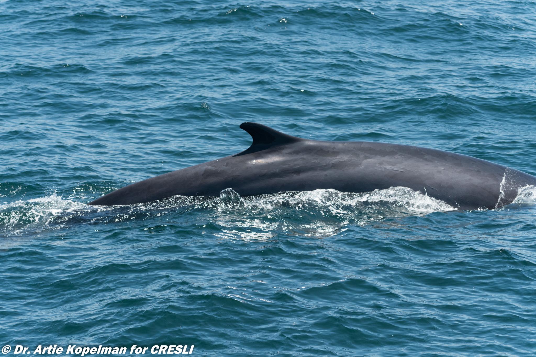 Ballena de aleta