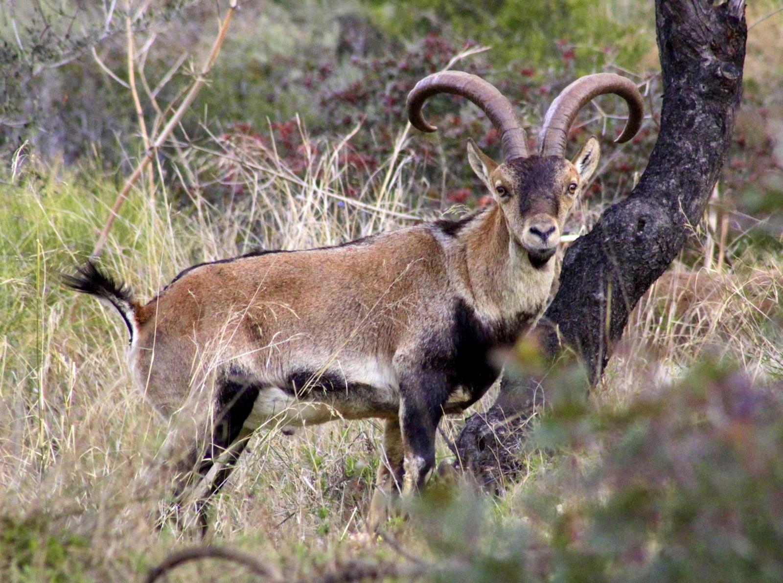 Cabra Montesa