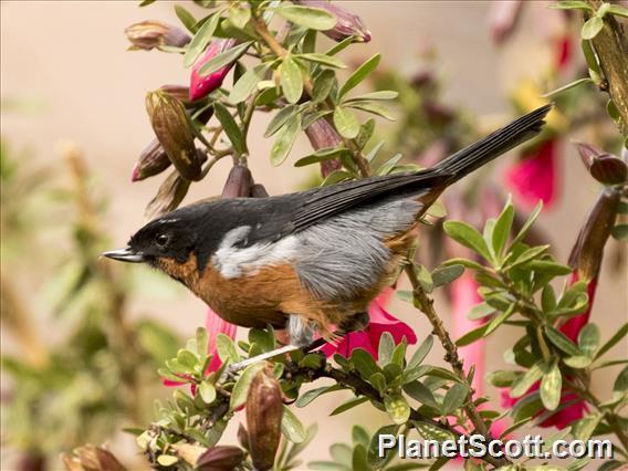 Black-throated Flowerpiercer