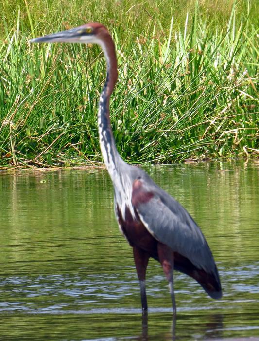Garzas, garcetas, garcillas y martinetes