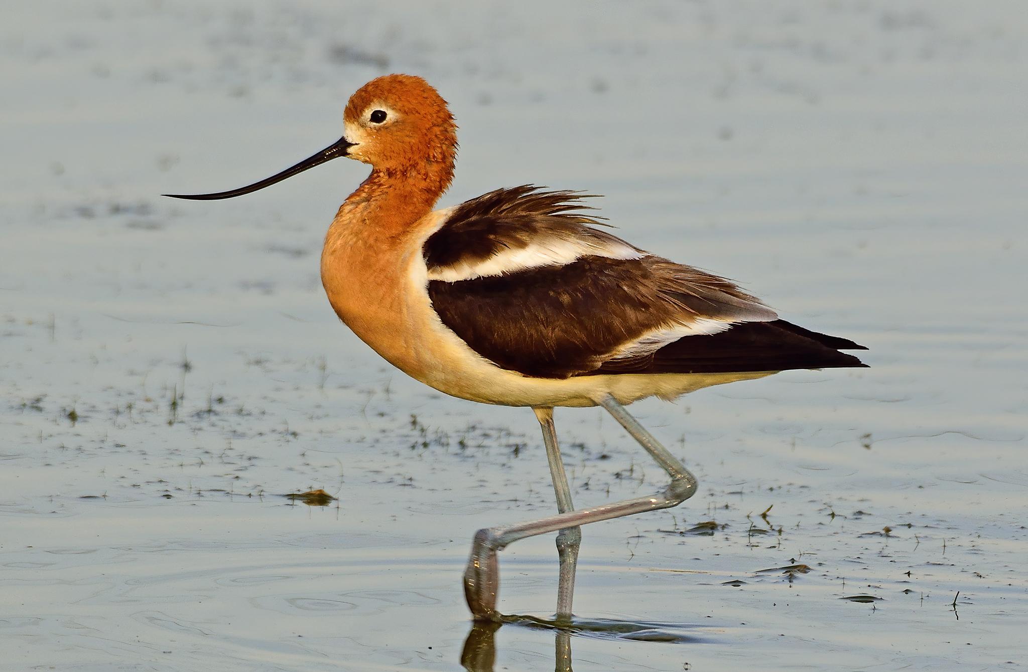 Avoceta americana