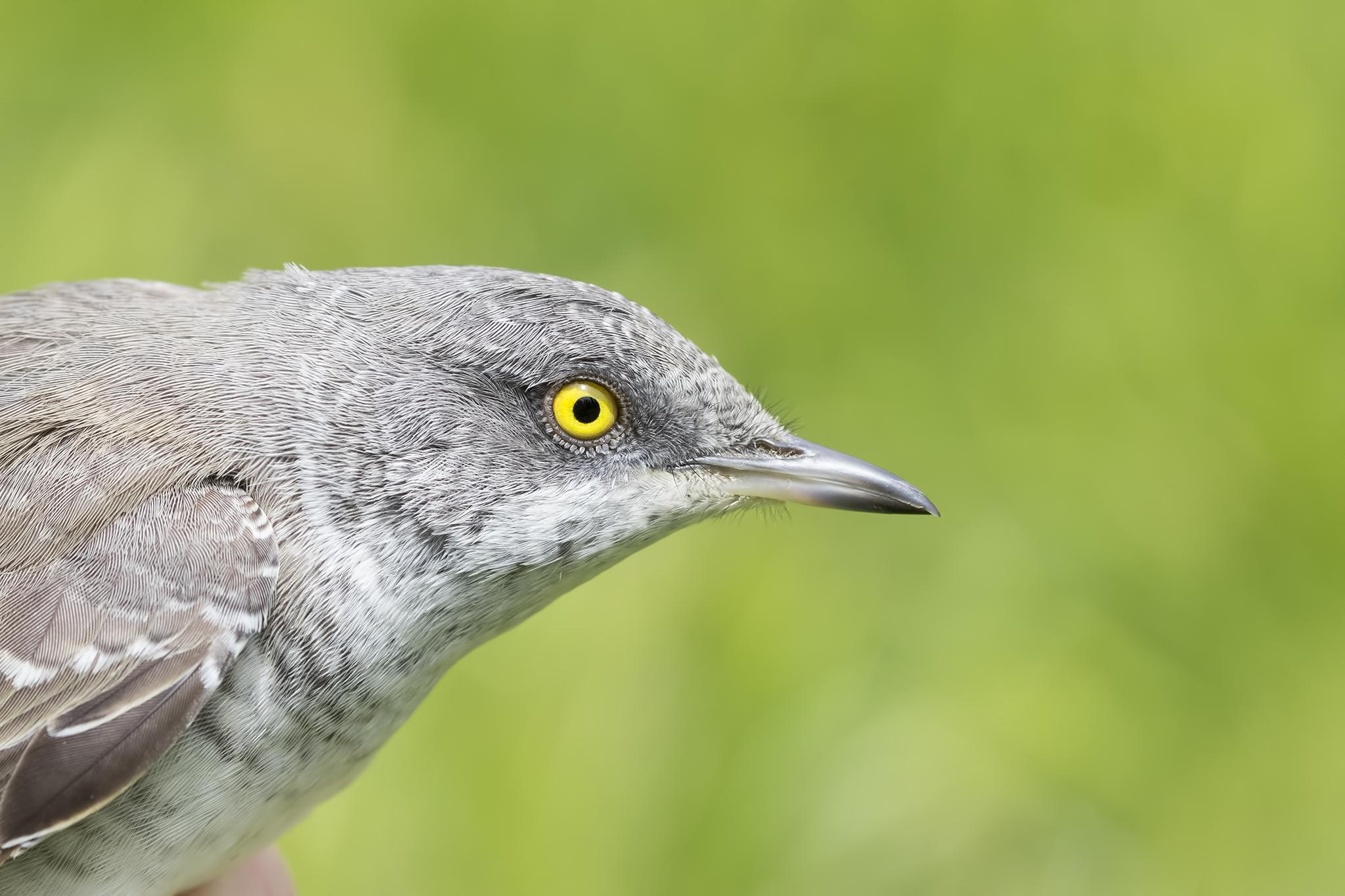 Barred Warbler