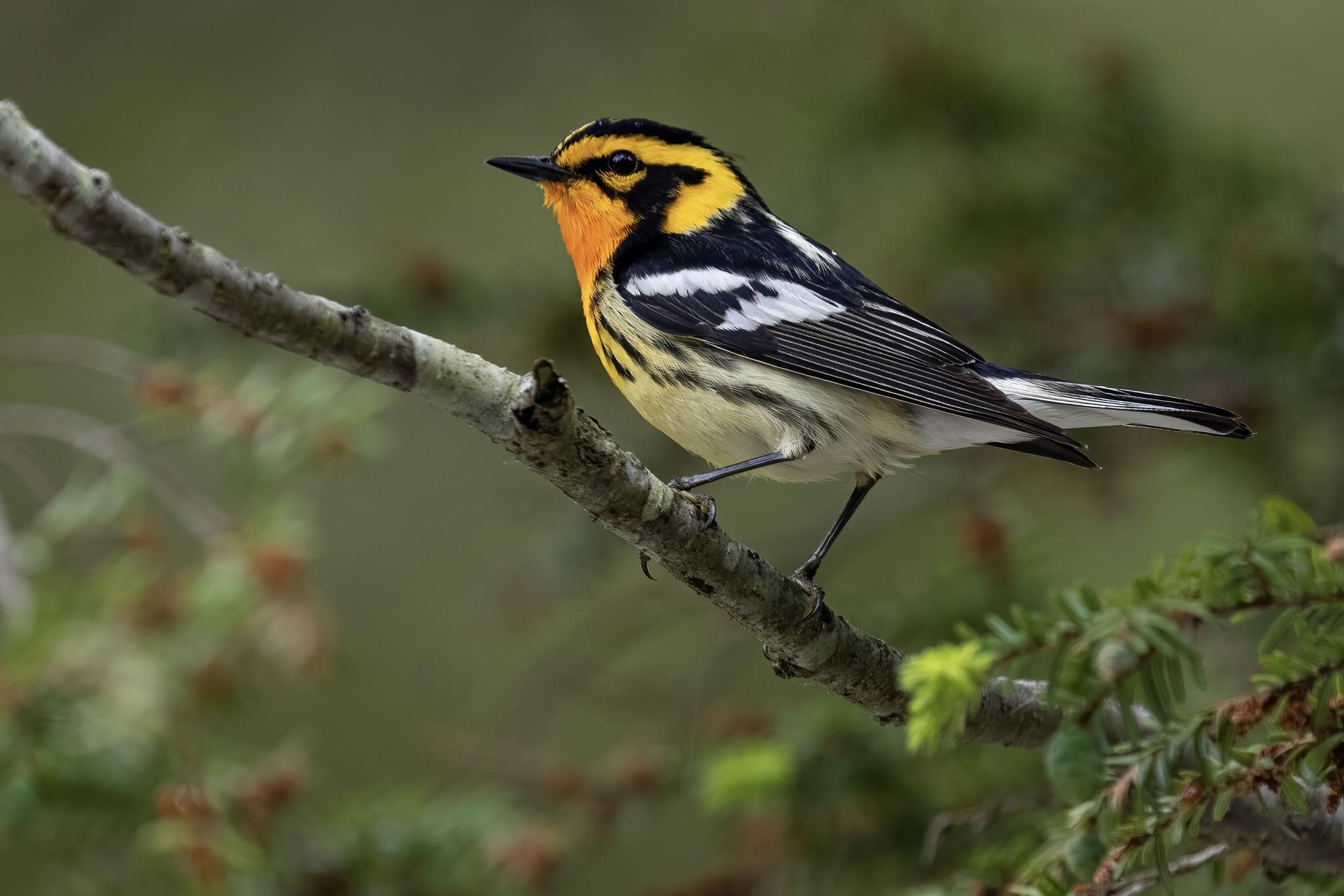 Perching Birds