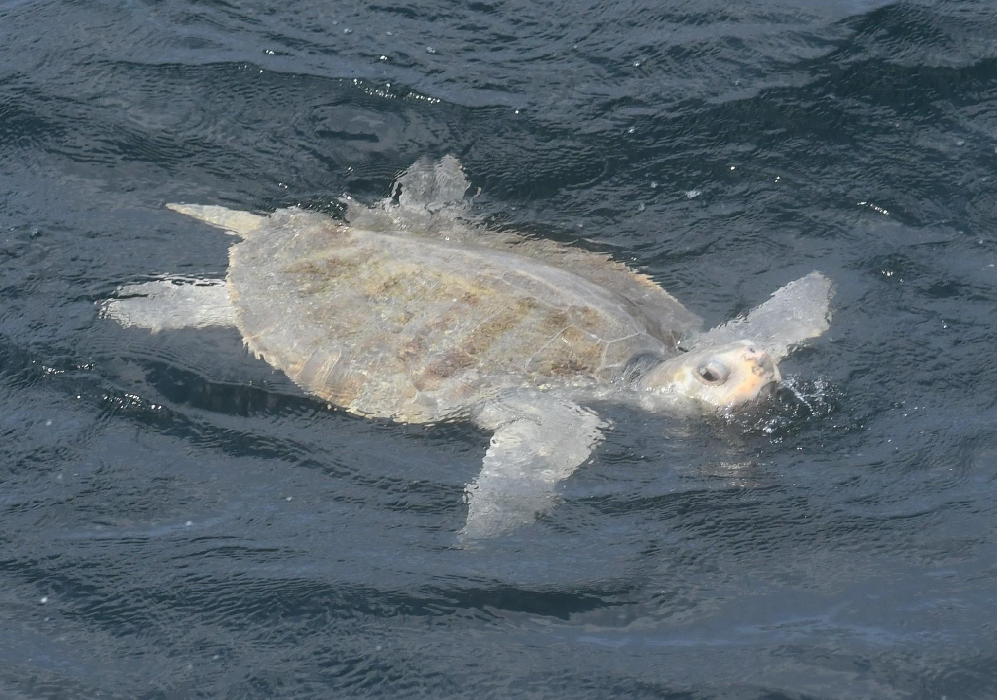 Tortuga lora