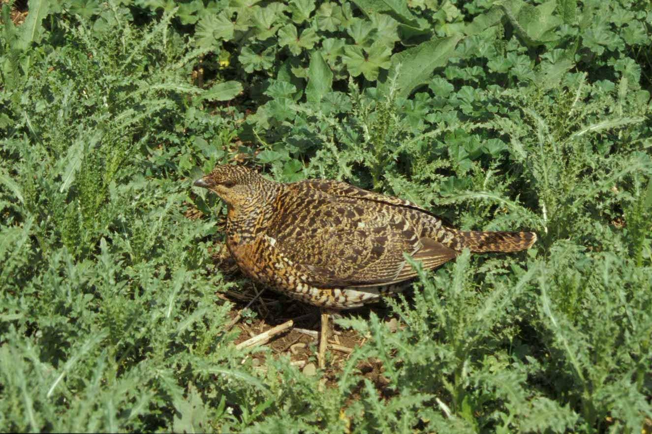 Urogallo cantábrico
